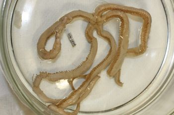 Media type: image;   Invertebrate Zoology OPH-2879 Description: Preserved specimen.;